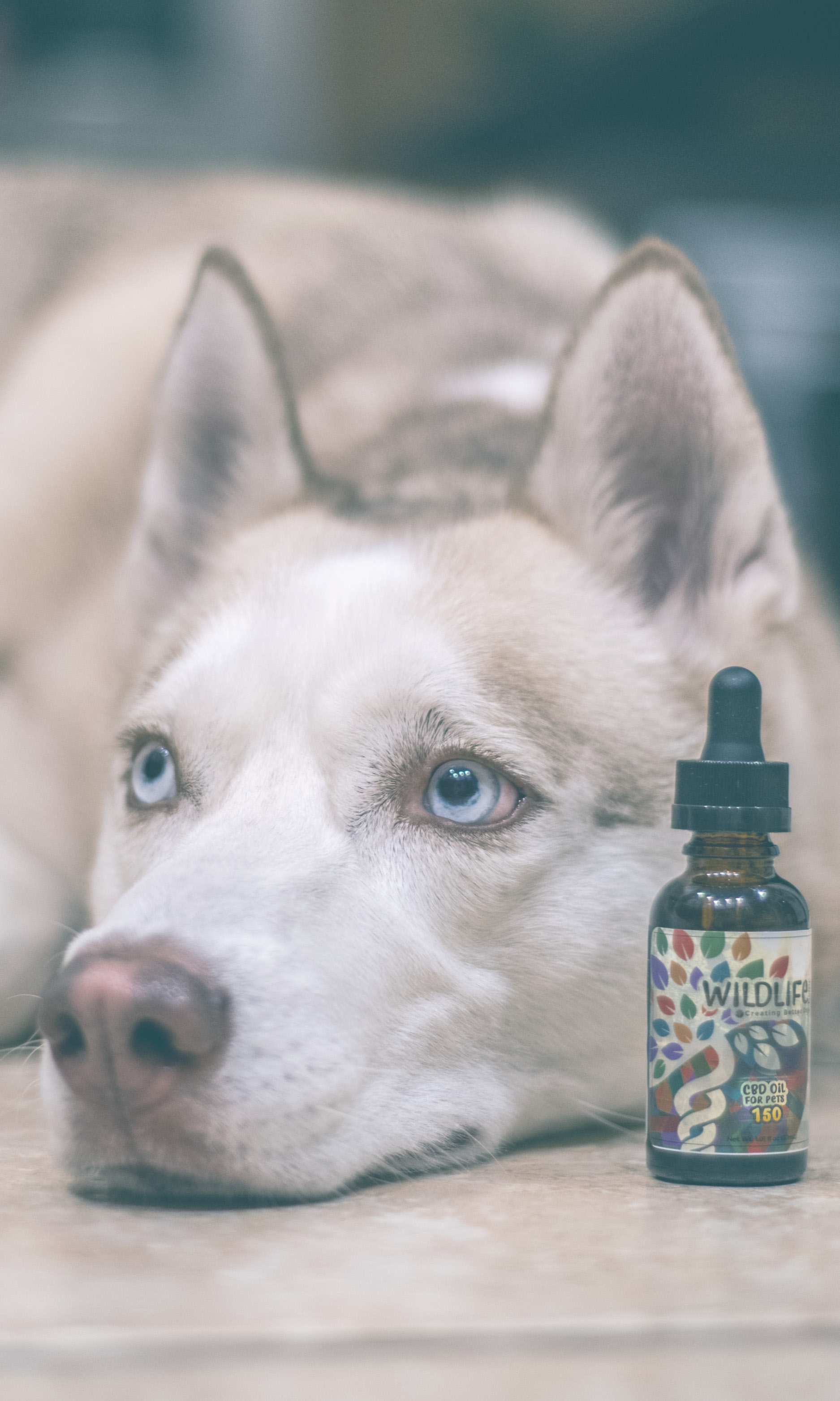 Creating Better Days - CBD Oil Review (Pets) image