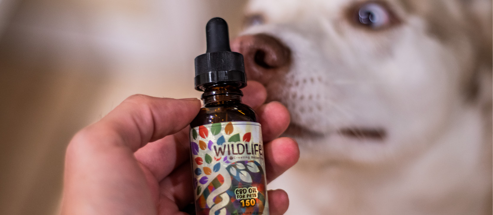 dog safe cbd medicine